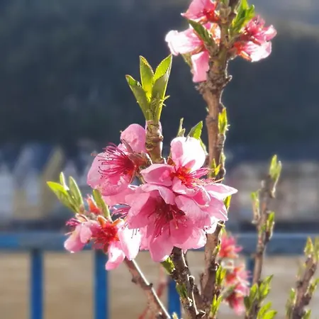 招待所 Regina 科赫姆