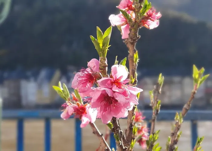 招待所 Regina 科赫姆